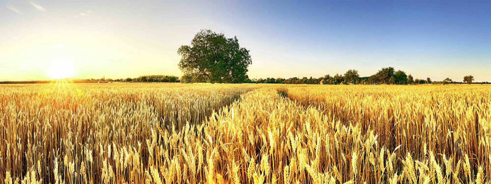 E-Vita - Award-winning technology for combating fungi, bacteria and viruses on seeds E-Vita - Award-winning technology for combating fungi, bacteria and…